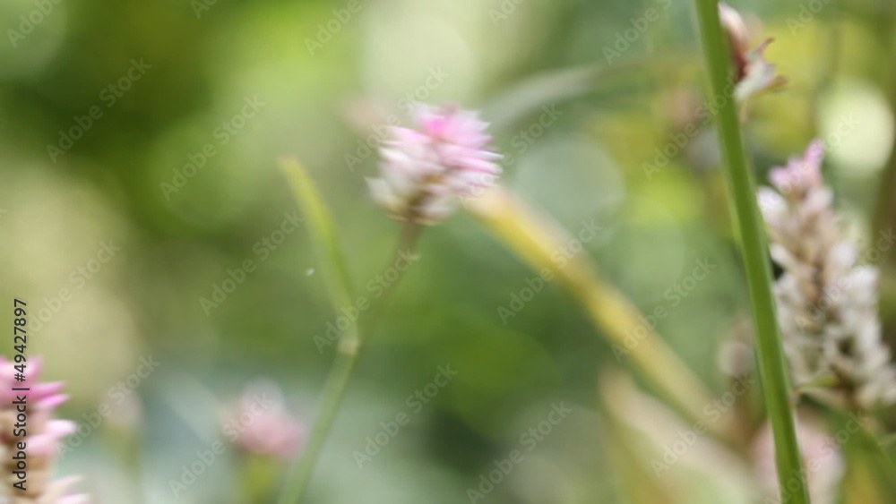 The Common Tiger butterfly sucking nectar from flower The Common Tiger butterfly sucking nectar from flower