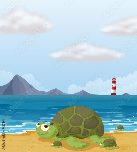 A turtle in the shore