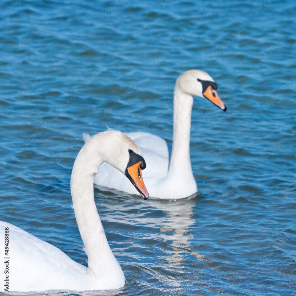two white swans is floating two white swans is floating