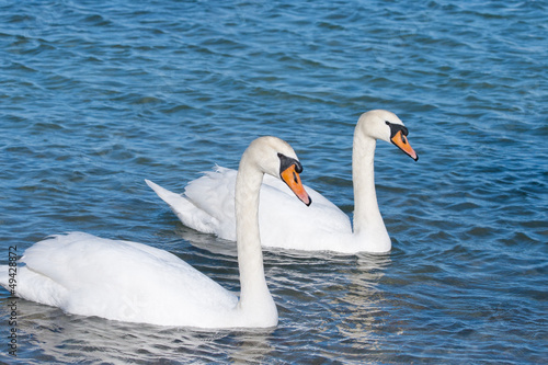 two white swans is floating