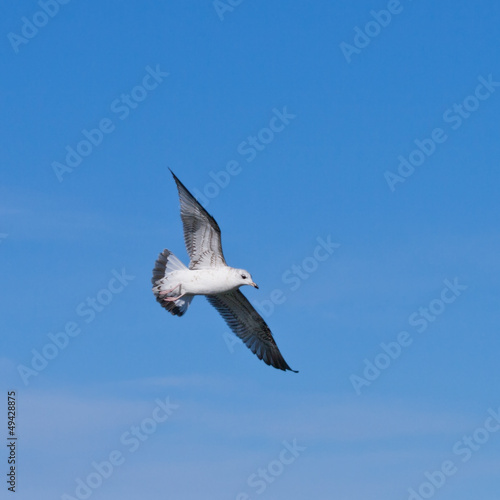 seagul flying at the blue sky