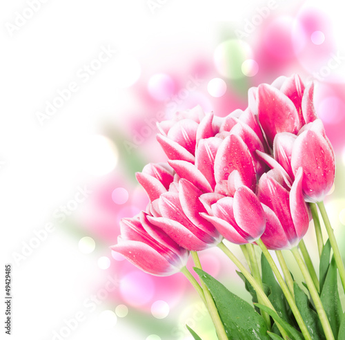 Fresh spring tulip flowers isolated on white