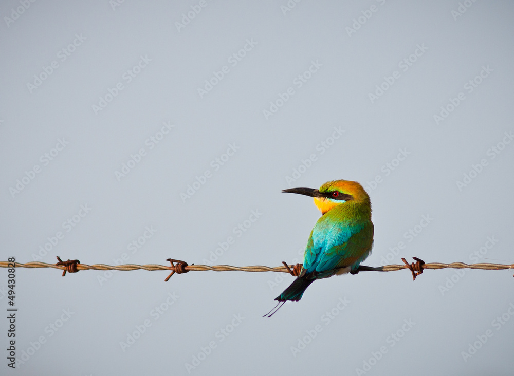 Obraz premium Rainbow bee-eater perched on wire