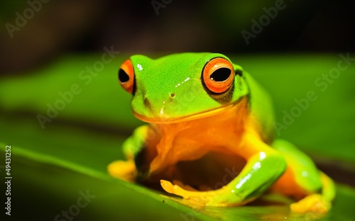 A macro shot of a beautiful Australian Orange thighed Tree frog
