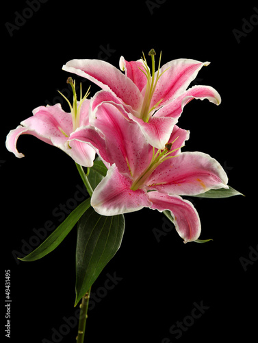 beautiful pink lily, on black background