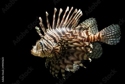 Isolated shot of a Lion fish