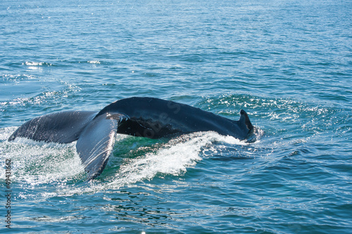 Humpback whale fin © Fyle