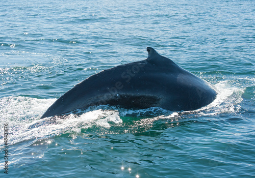 Humpback whale fin