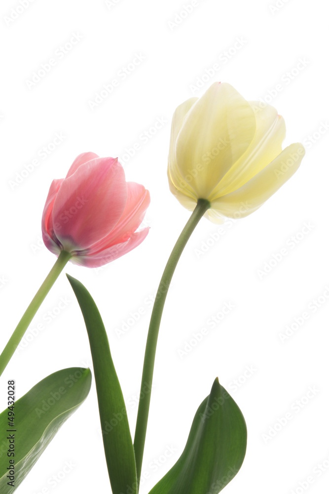 Pink and white tulips isolated on white background Pink and white tulips isolated on white background