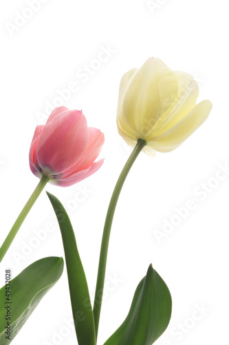 Pink and white tulips isolated on white background © haru