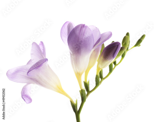 Purple freesia flower, isolated on white