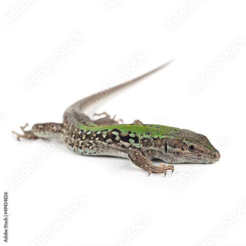 Green lizard isolated on white background.