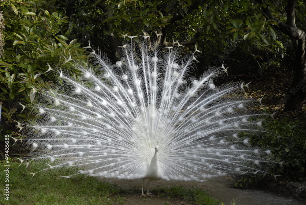 Naklejka premium weißer Pfau im Botanischen Garten Funchal