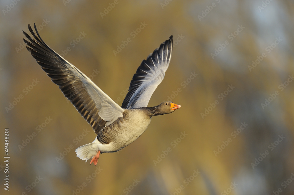 Greylag Goose in flight