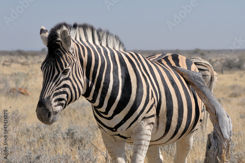 Fototapeta Naklejka Na Ścianę i Meble -  Zebra, Etosha, Namibia