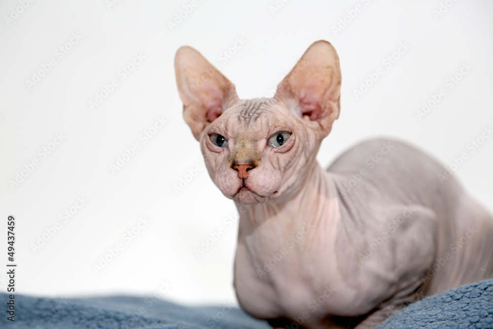 Chat Sans Poil Images Browse 5 Stock Photos Vectors And Video Adobe Stock