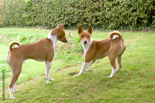 Adult dogs with puppy in distance