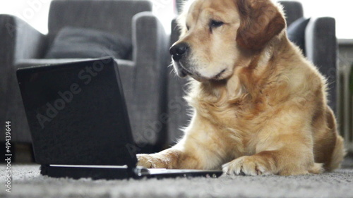 Dog is reading on laptop