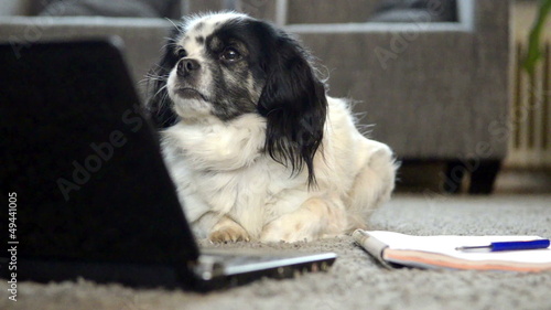 Dog is reading on laptop