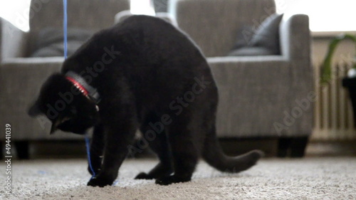 Cat is playing in the livingroom