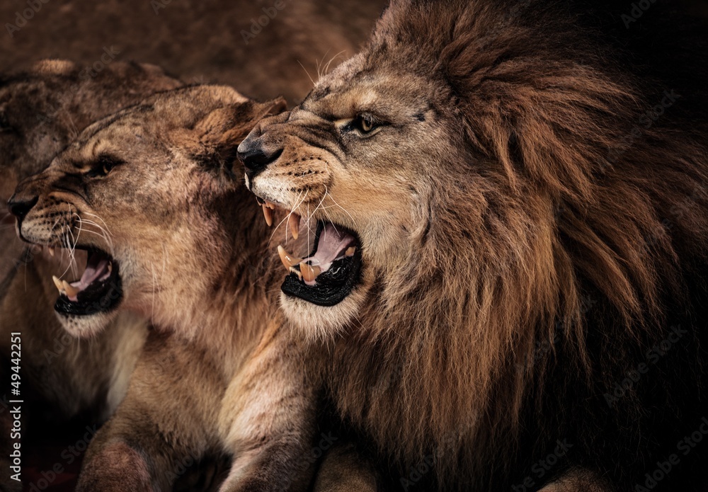 Obraz premium Z bliska strzał ryczącego lwa i lwicy