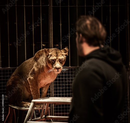Tamer and lioness on circus arena photo