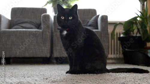 Cat is playing in the livingroom