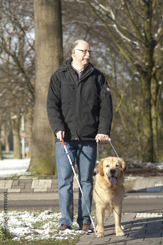 Guide dog is helping a blind man in traffic