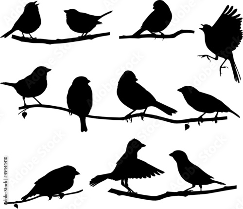 Silhouettes bird on a branch
