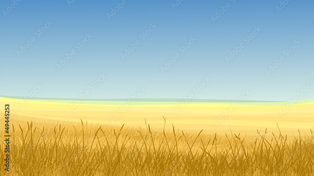 Field of yellow grass against blue sky.