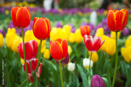 Fototapeta Naklejka Na Ścianę i Meble -  Colorful tulips in the garden
