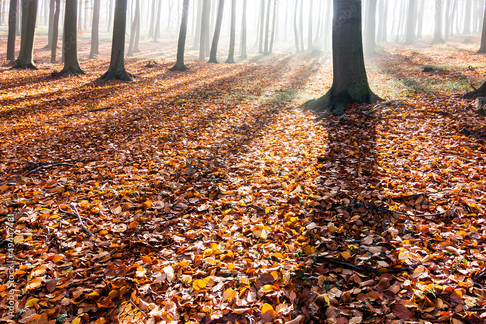 shadows of trees in autumn forest shadows of trees in autumn forest