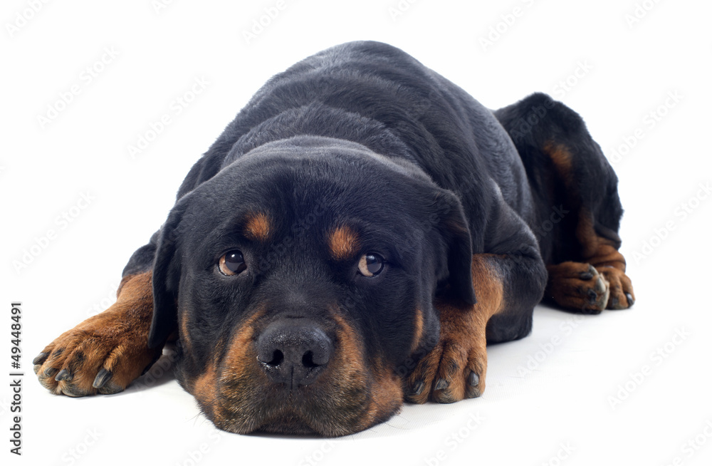 Fototapeta premium rottweiler