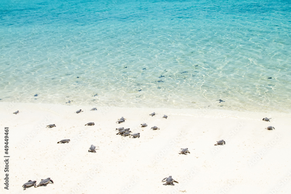 Naklejka premium Małe żółwiki w drodze do morza