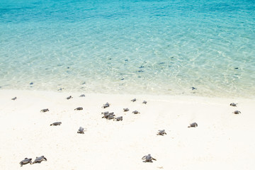 Sierkussen Schildpad Babyschildpadjes kruipen naar de zee  © famveldman