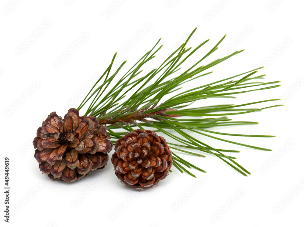 Fototapeta premium pine tree and cones