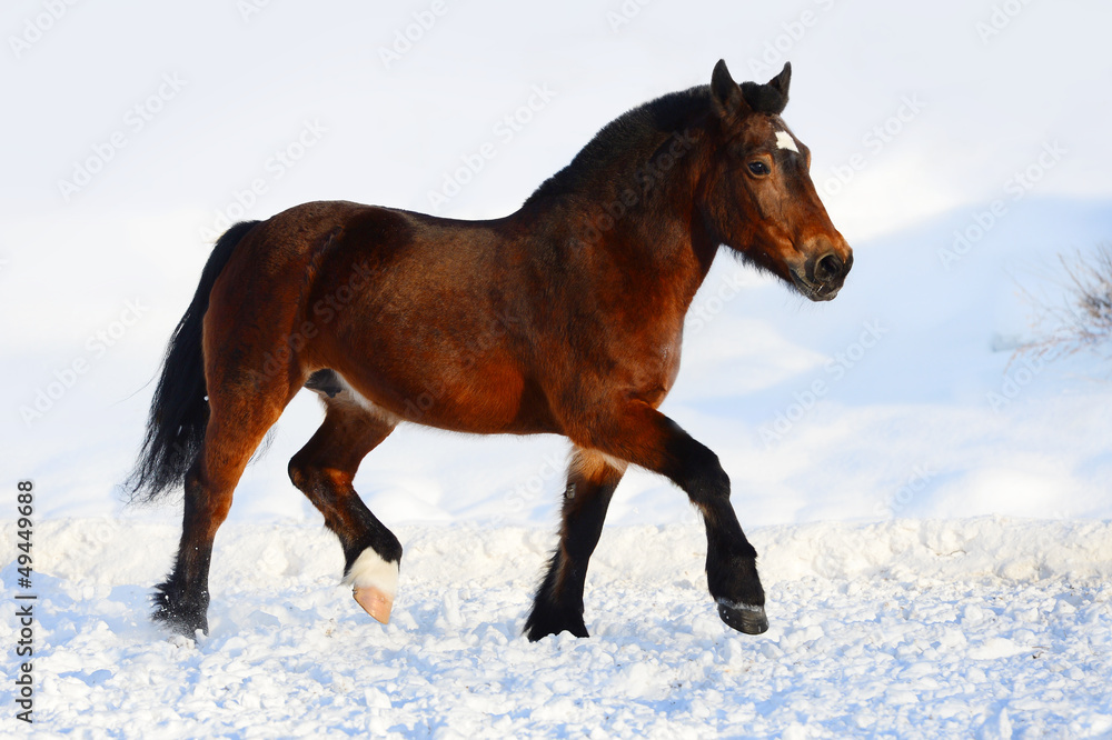 Bay draft horse portrait in motion in winter Bay draft horse portrait in motion in winter