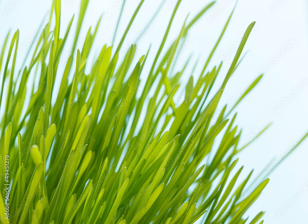 Fototapeta premium spring grass