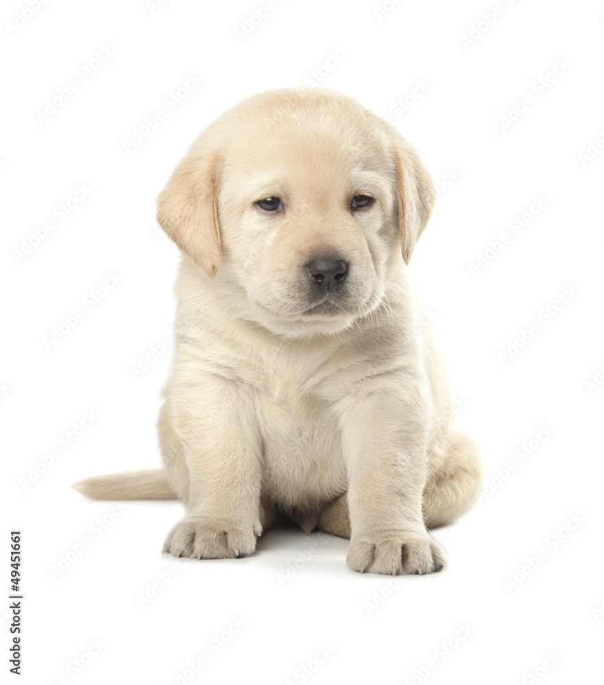 Labrador Retriever puppy Labrador Retriever puppy