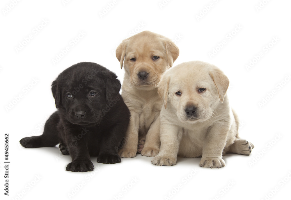Labrador Retriever puppies Labrador Retriever puppies