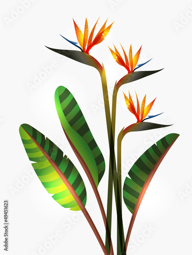 Bird of Paradise flower and stem