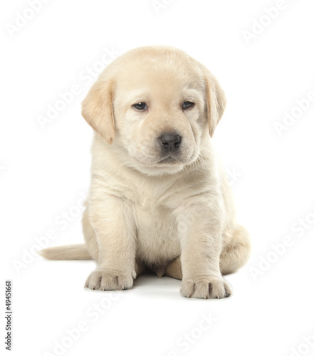 Labrador Retriever puppy © Nikolai Tsvetkov