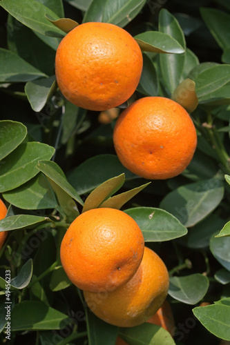 fresh orange on plant, orange tree