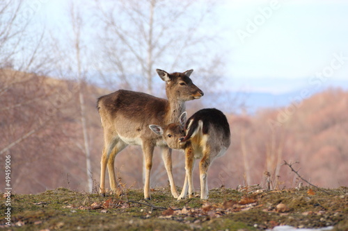 deer doe and calf © taviphoto