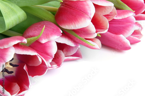 Fototapeta Naklejka Na Ścianę i Meble -  Fresh tulips