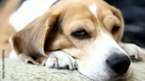 Cute beagle