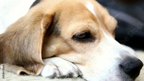 Cute beagle