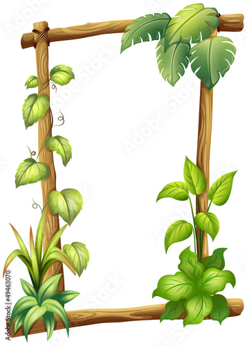 A vine plant