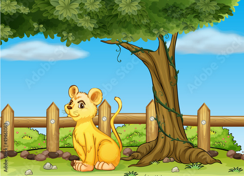 A young tiger inside the fence