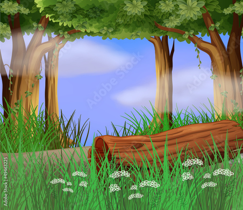 Long weeds at the roadside